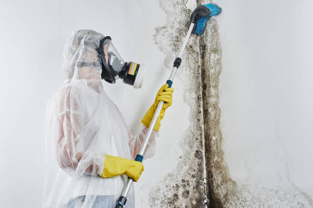 Best Forensic Mold Investigation  in Milan, OH