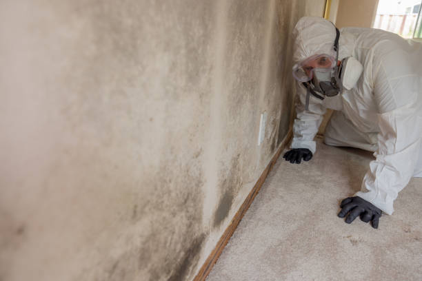 Best Mold Removal for HVAC Installations  in Milan, OH